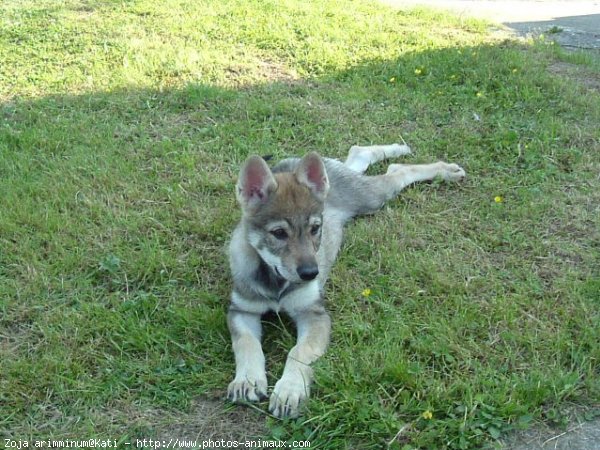 Photo de Chien loup tchcoslovaque