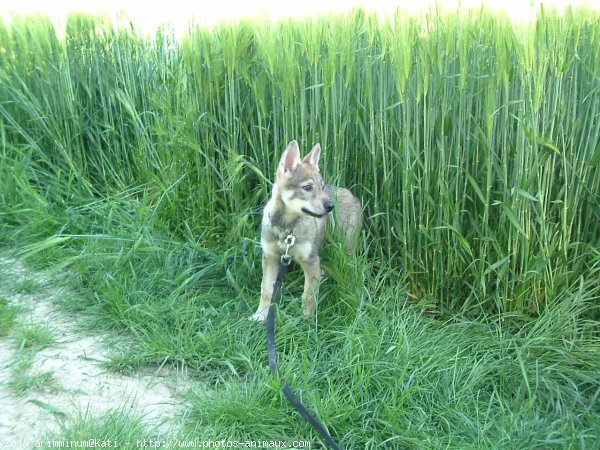 Photo de Chien loup tchcoslovaque