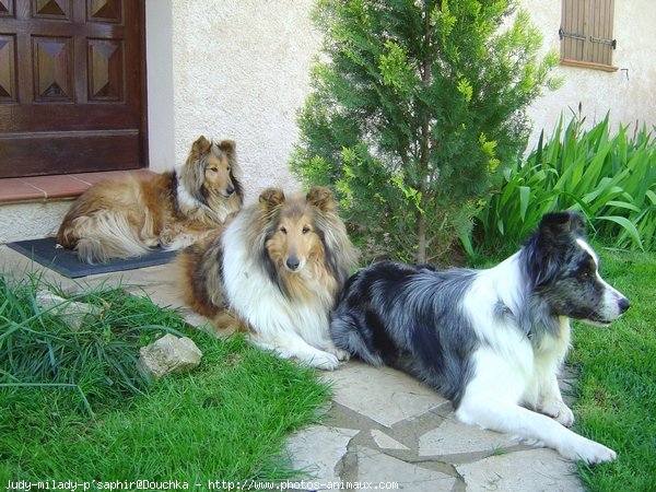 Photo de Races diffrentes