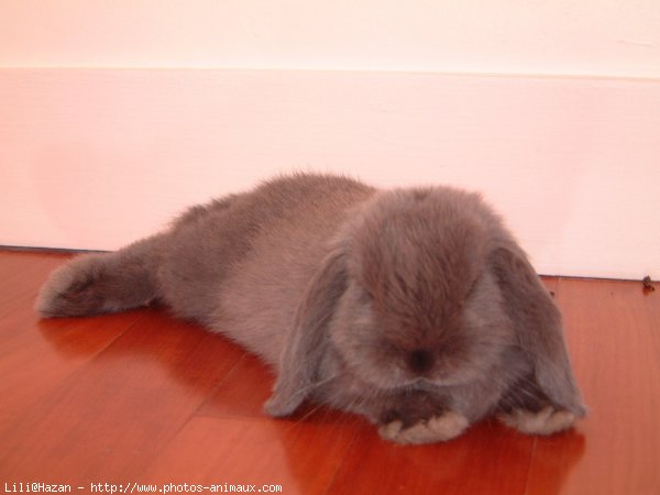 Photo de Lapin