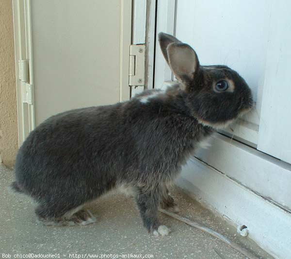 Photo de Lapin