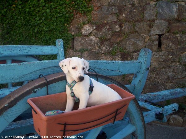 Photo de Jack russell terrier