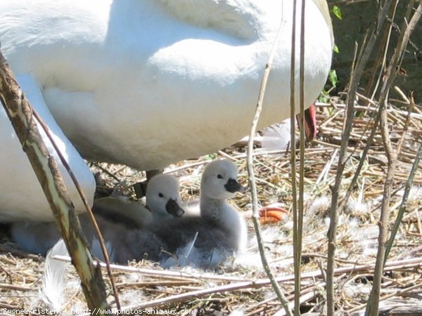 Photo de Cygne