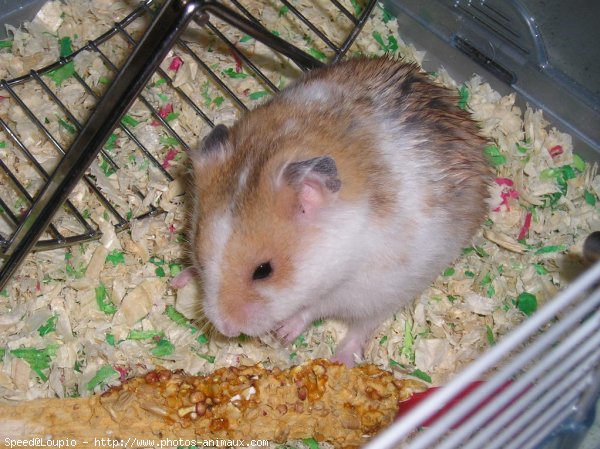 Photo de Hamster