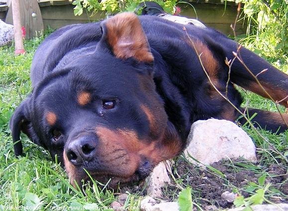 Photo de Rottweiler