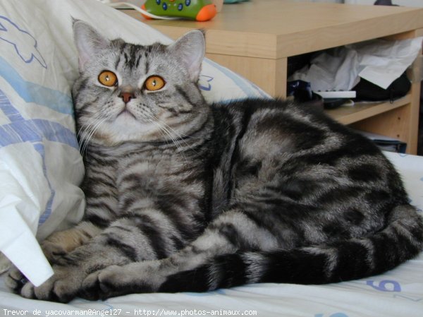 Photo de British shorthair