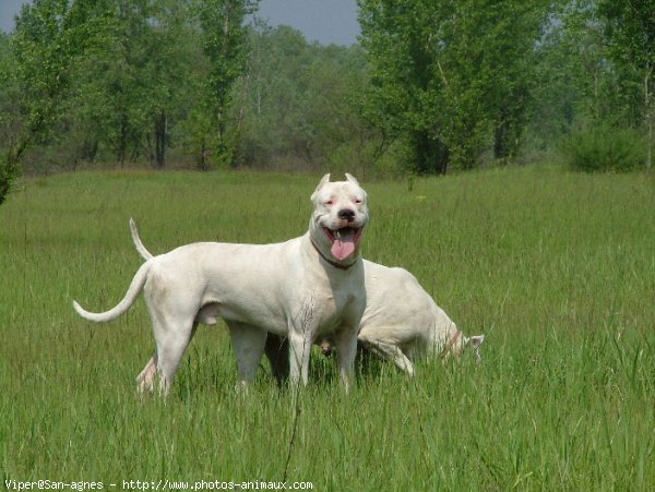 Photo de Dogue argentin