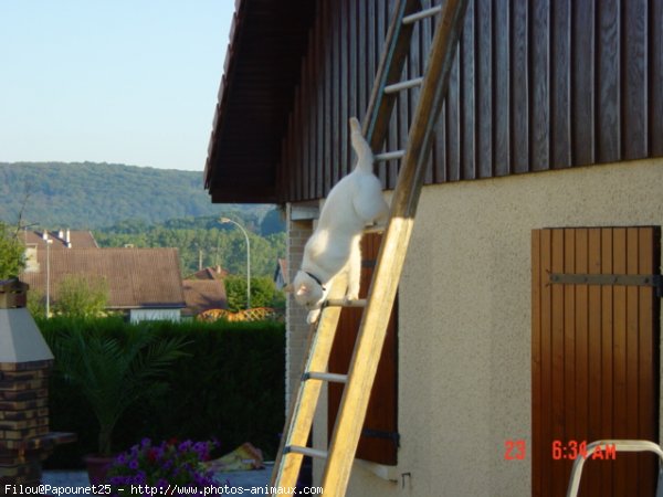 Photo de Croisement