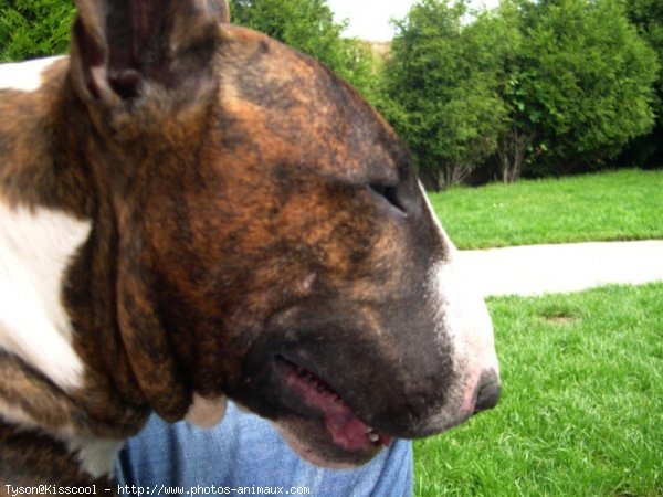 Photo de Bull terrier miniature