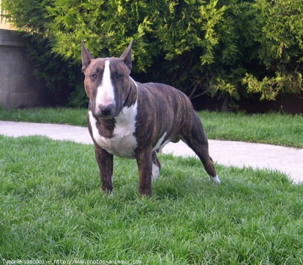 Photo de Bull terrier miniature