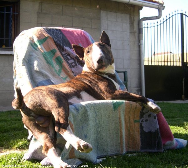 Photo de Bull terrier miniature