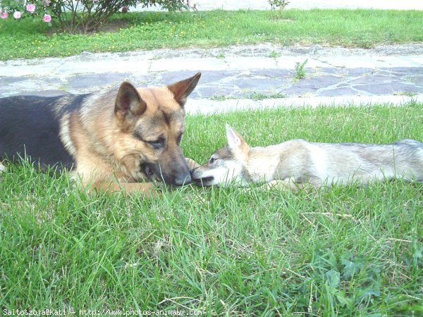 Photo de Races diffrentes