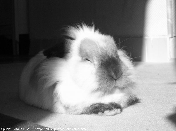 Photo de Lapin