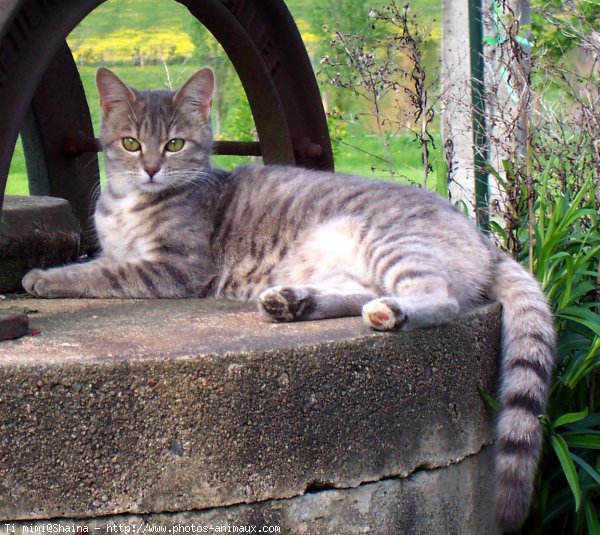 Photo de Chat domestique