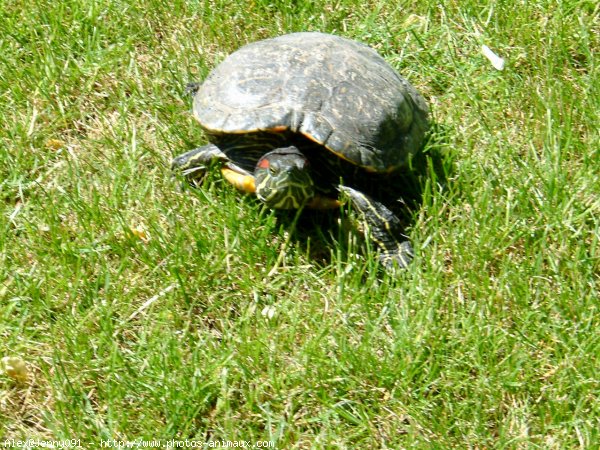 Photo de Tortue