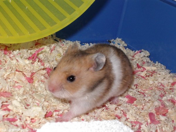 Photo de Hamster