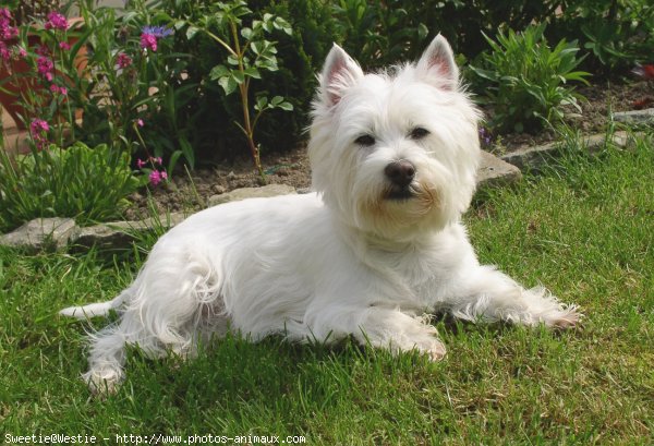 Photo de West highland white terrier