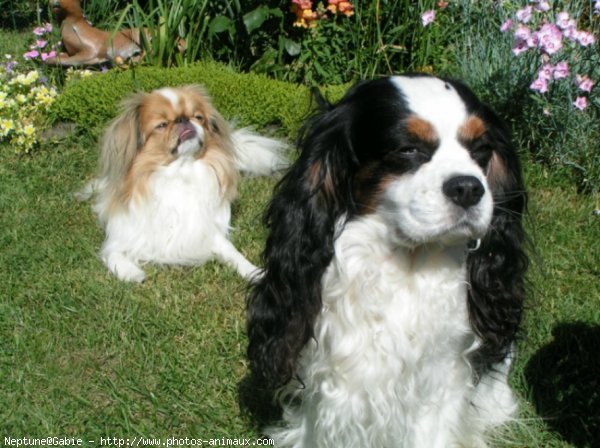 Photo de Cavalier king charles spaniel