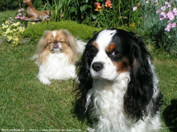 Photo de Cavalier king charles spaniel