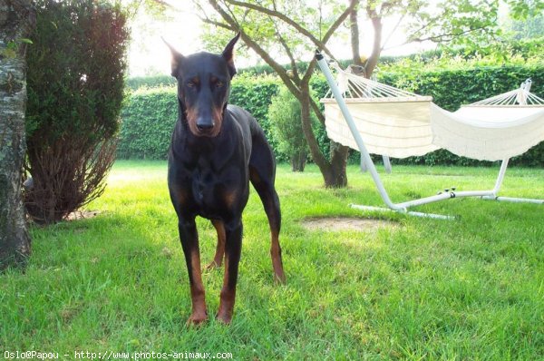 Photo de Dobermann