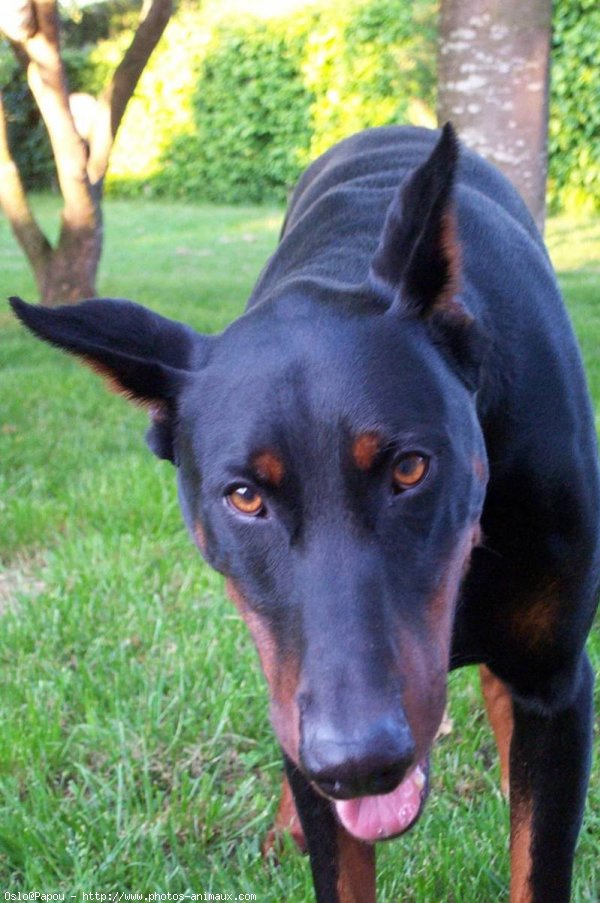 Photo de Dobermann