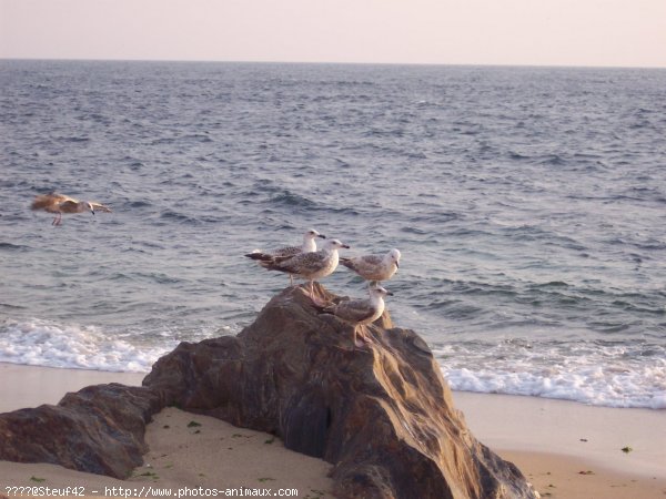 Photo de Mouette