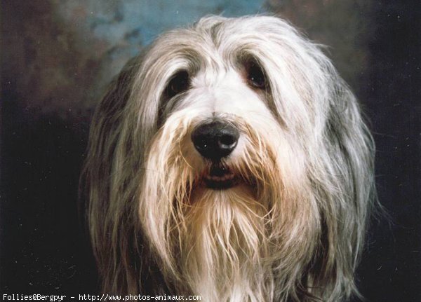 Photo de Bearded collie