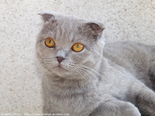 Photo de Scottish fold