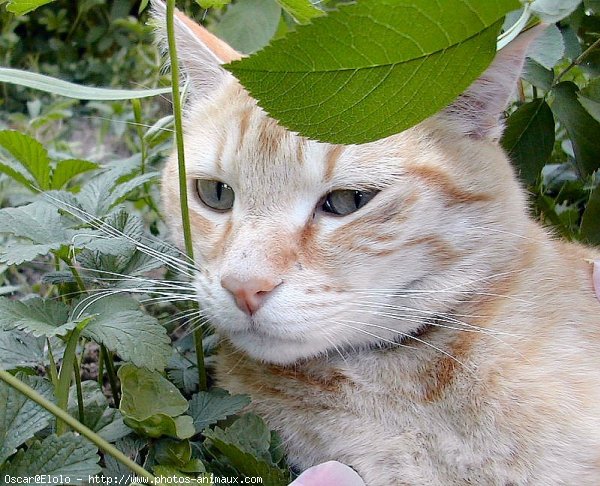 Photo de Chat domestique