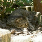 Photo de Scottish fold