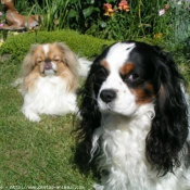 Photo de Cavalier king charles spaniel