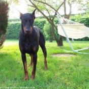 Photo de Dobermann