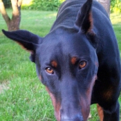 Photo de Dobermann