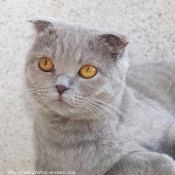 Photo de Scottish fold