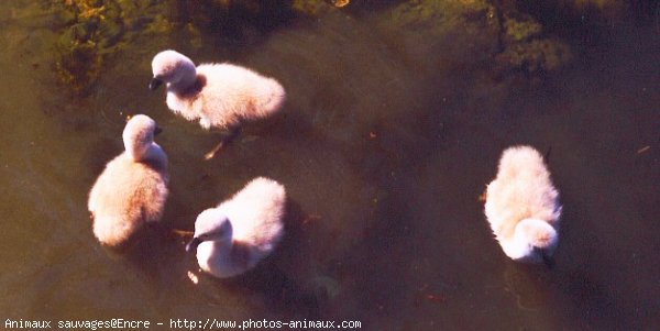 Photo de Cygne