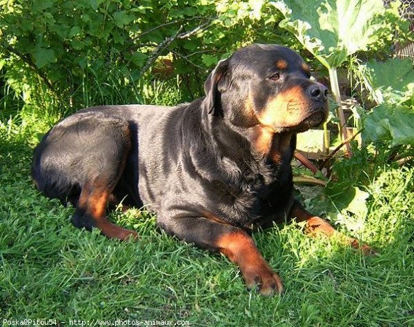 Photo de Rottweiler