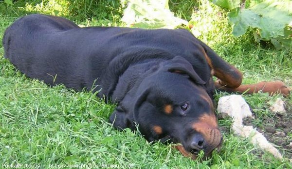 Photo de Rottweiler