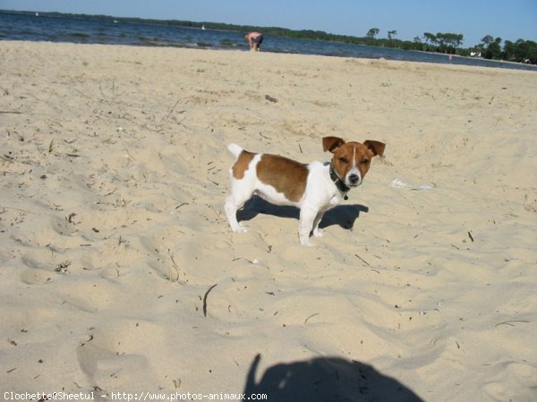 Photo de Jack russell terrier