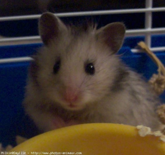 Photo de Hamster