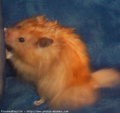 Photo de Hamster