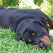 Photo de Rottweiler