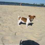 Photo de Jack russell terrier