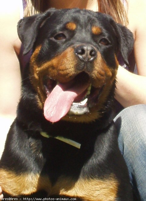 Photo de Rottweiler