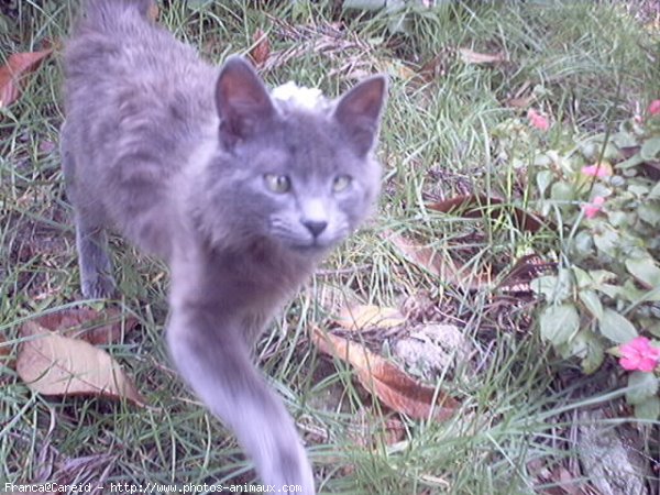 Photo de Nebelung