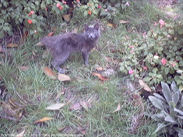 Photo de Nebelung