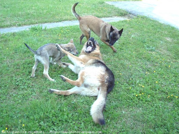 Photo de Races diffrentes