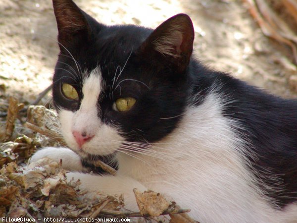 Photo de Chat domestique