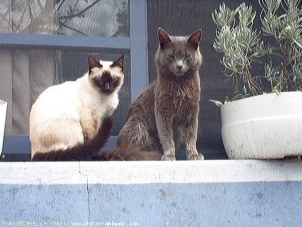 Photo de Nebelung