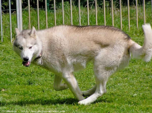 Photo de Husky siberien