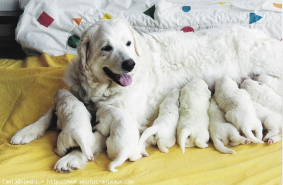 Photo de Chien de berger des tatras